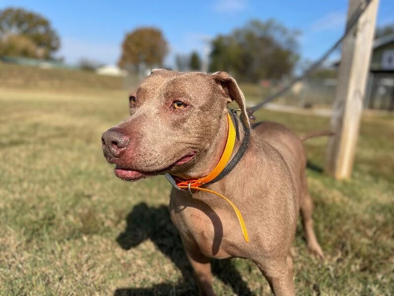 Enlarge Honey, a Adoptable mixed breed in Maryville, TN image 5/6