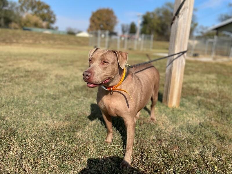 Enlarge Honey, a Adoptable mixed breed in Maryville, TN image 6/6