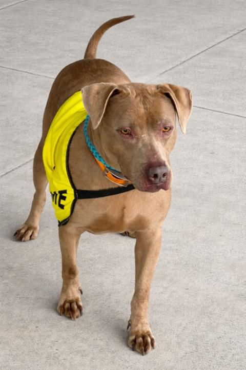 Enlarge Honey, a Adoptable mixed breed in Maryville, TN image 6/6