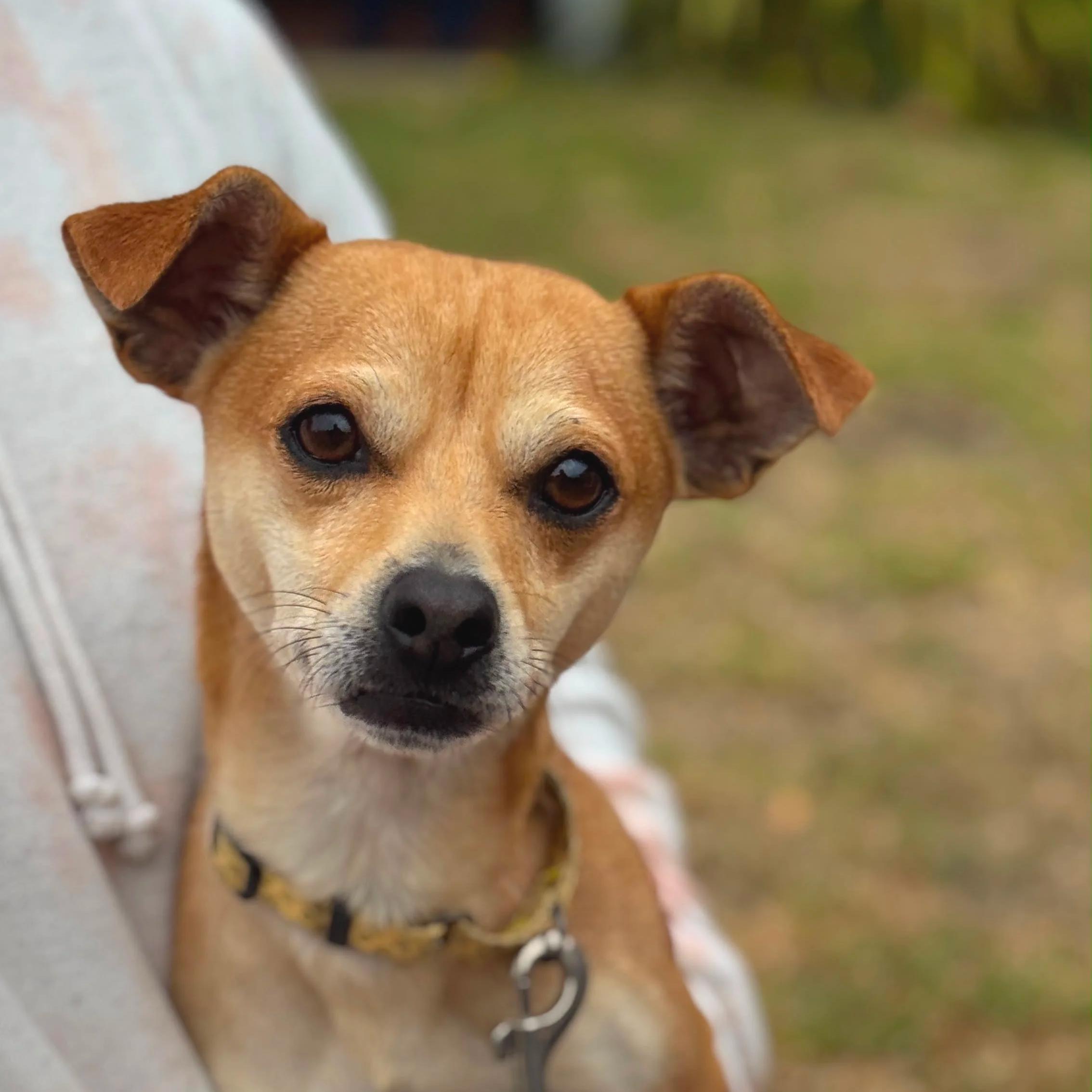 PINKY, Adopted, Adult Male Chihuahua.