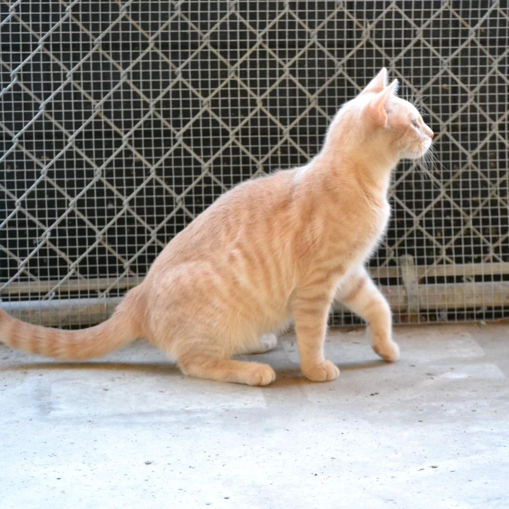 Larry, Adoptable, Young Male Domestic Short Hair & Domestic Short Hair.