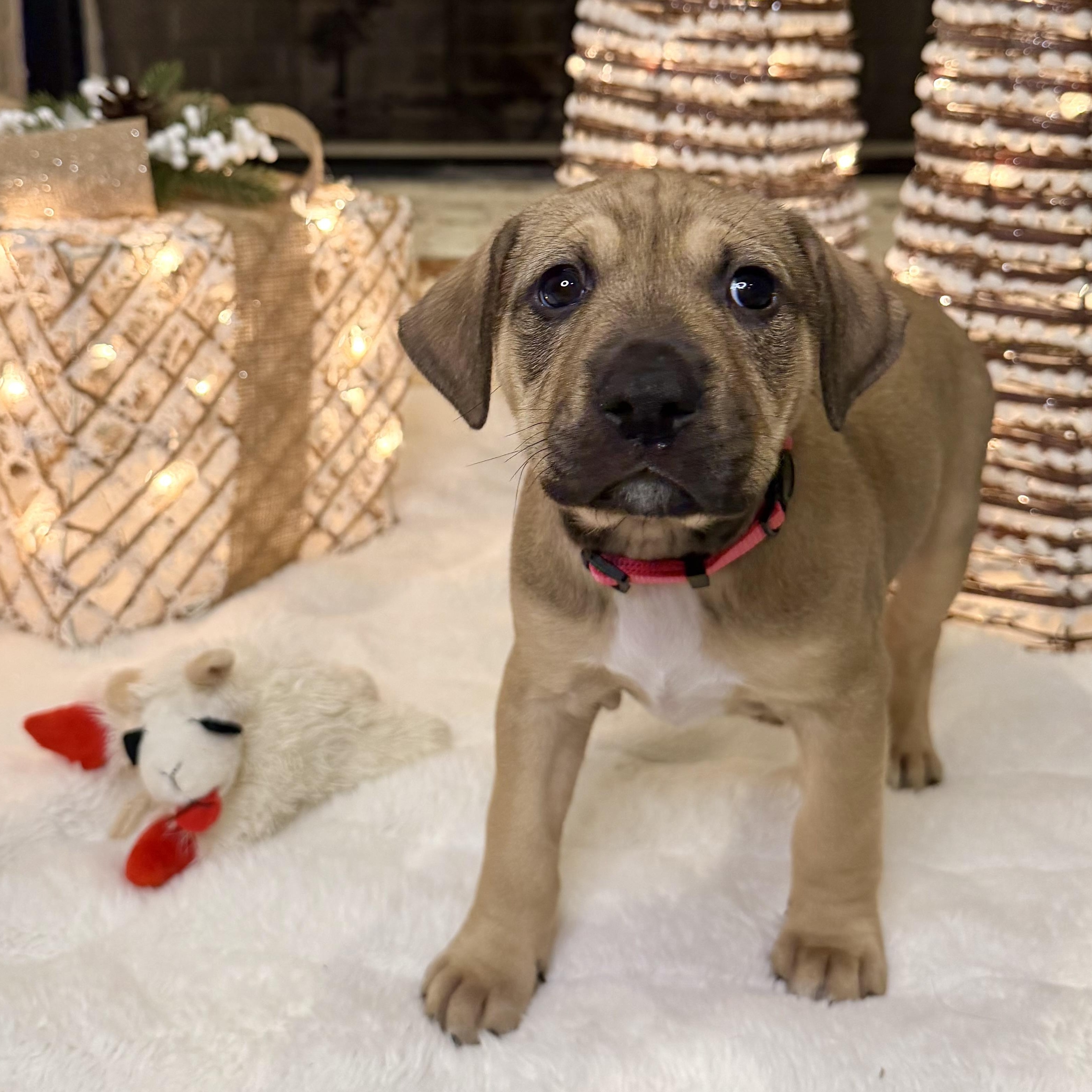 Enlarge Biscotti, an adopted mixed breed in Roswell, GA image 4/4