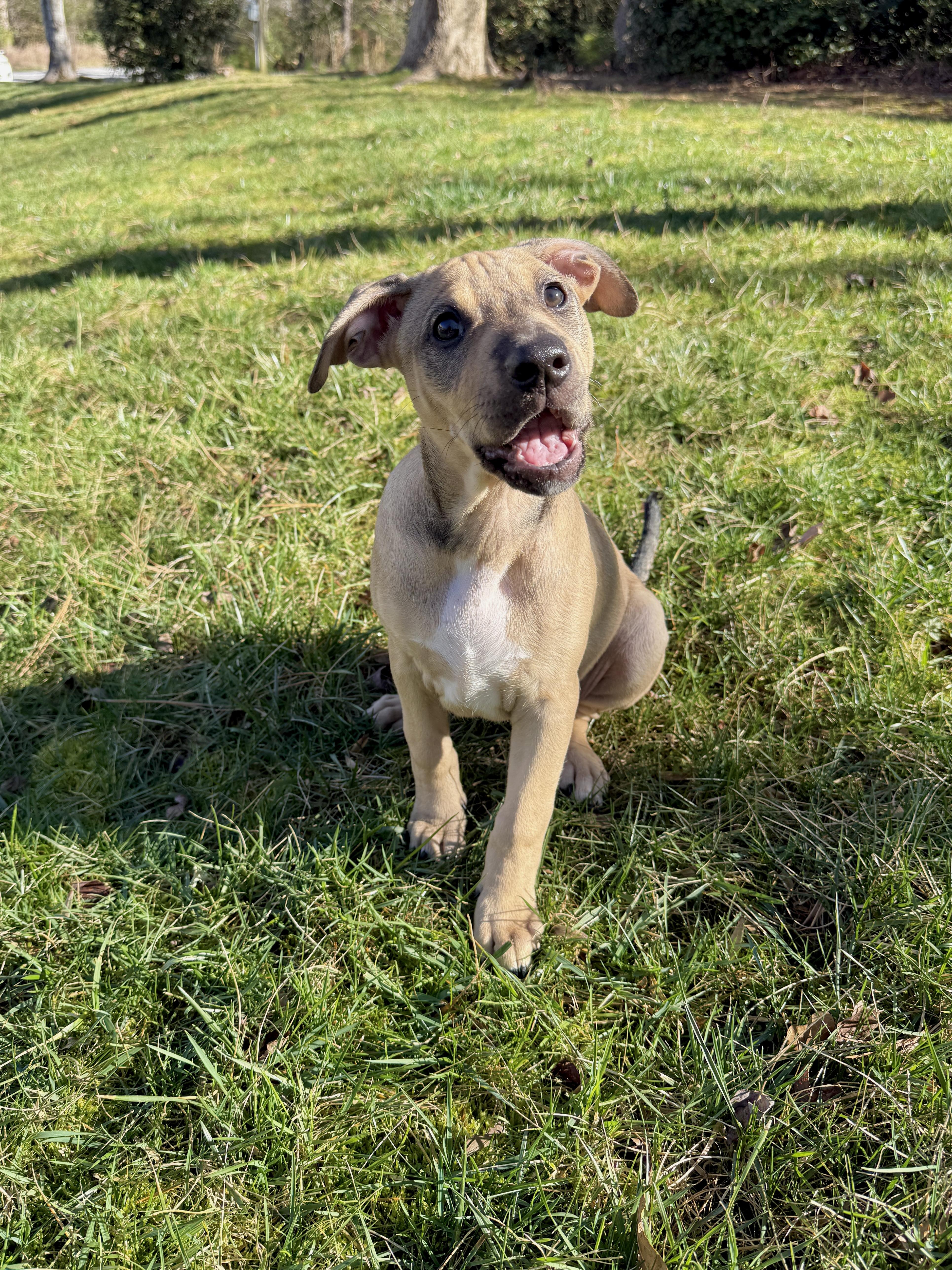 Biscotti, adopted, Puppy Female Shepherd & American Staffordshire Terrier.