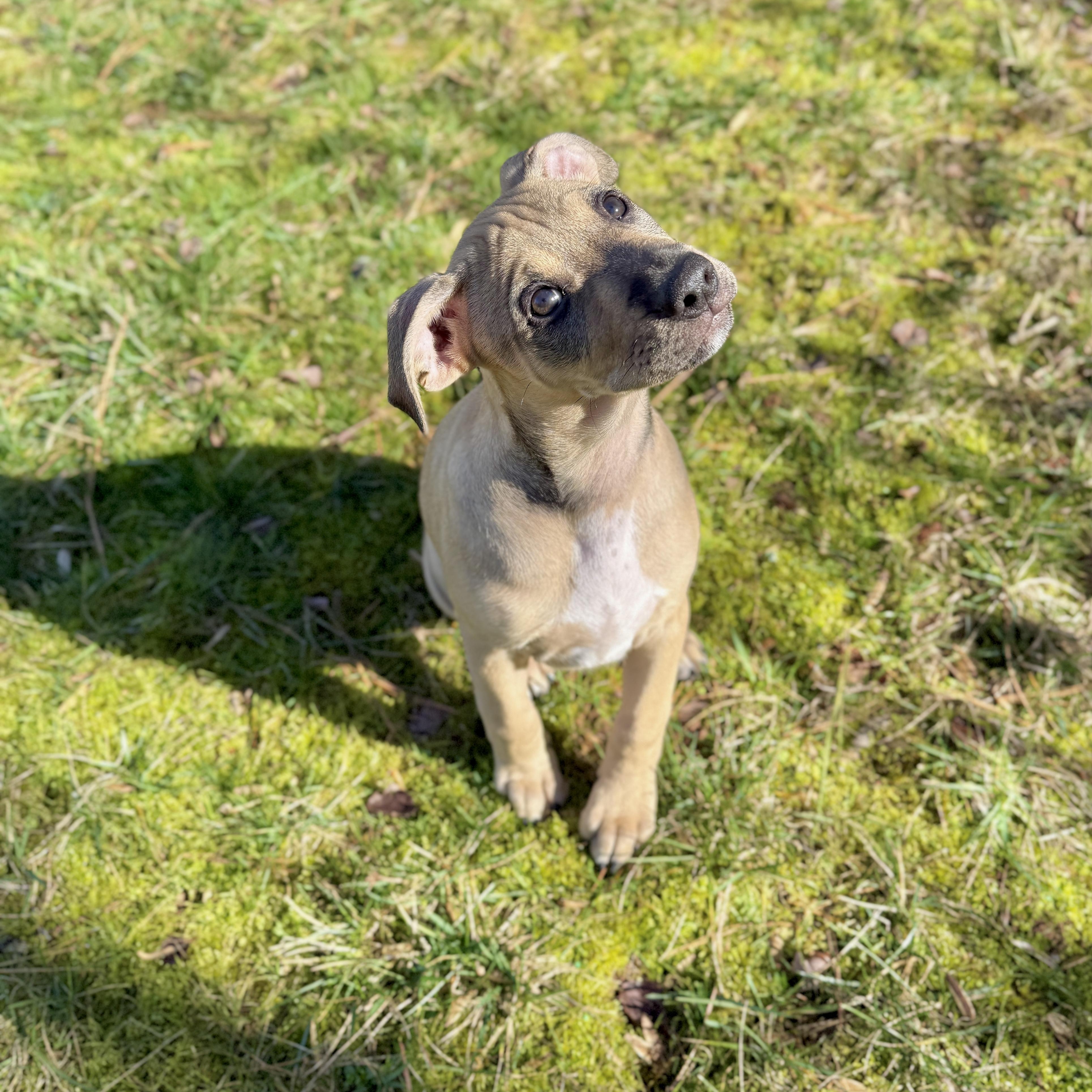 Enlarge Biscotti, an adopted mixed breed in Roswell, GA image 3/4