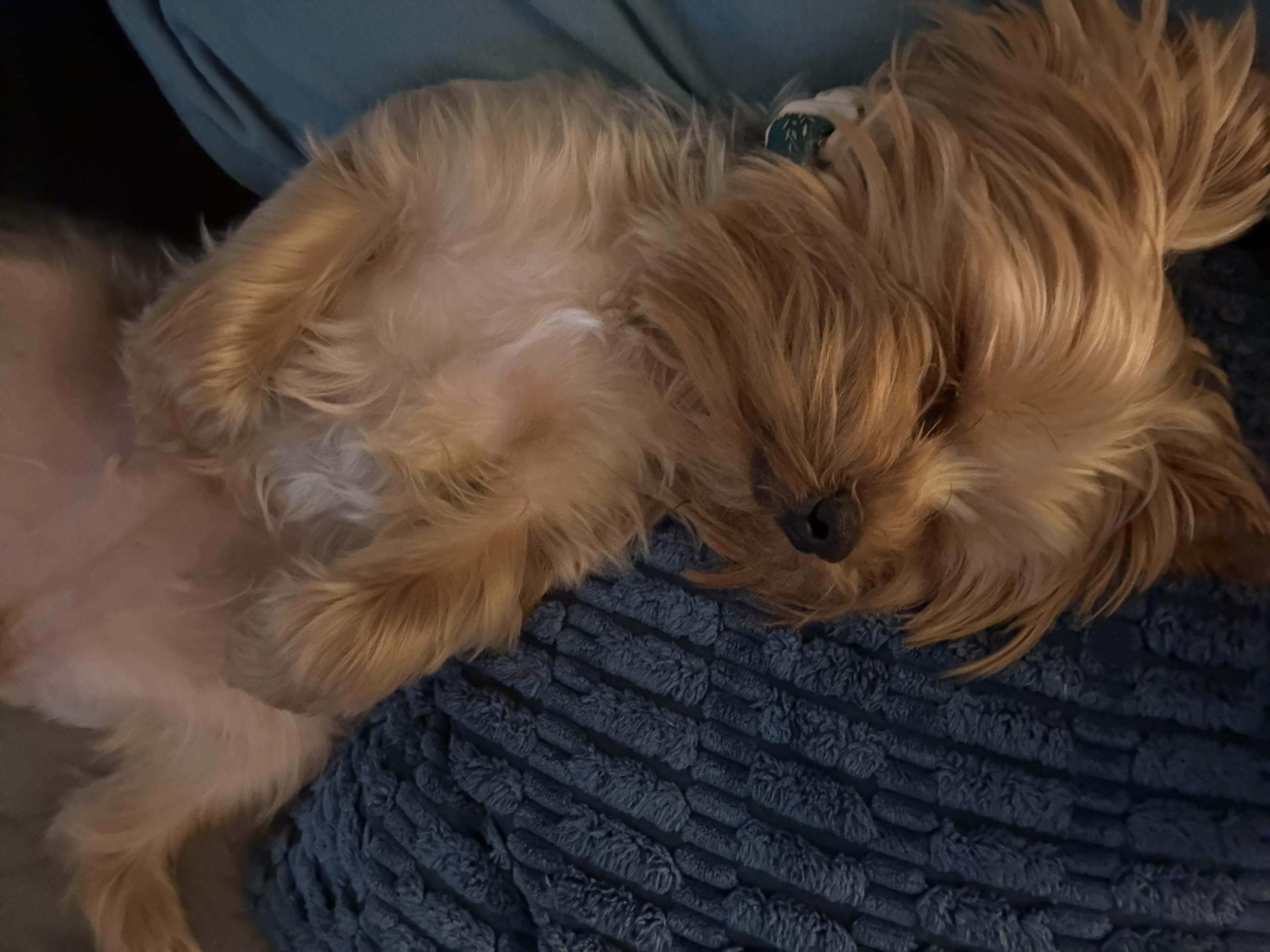 Matilda, a Adopted Yorkshire Terrier in Cibolo, TX image 1/3