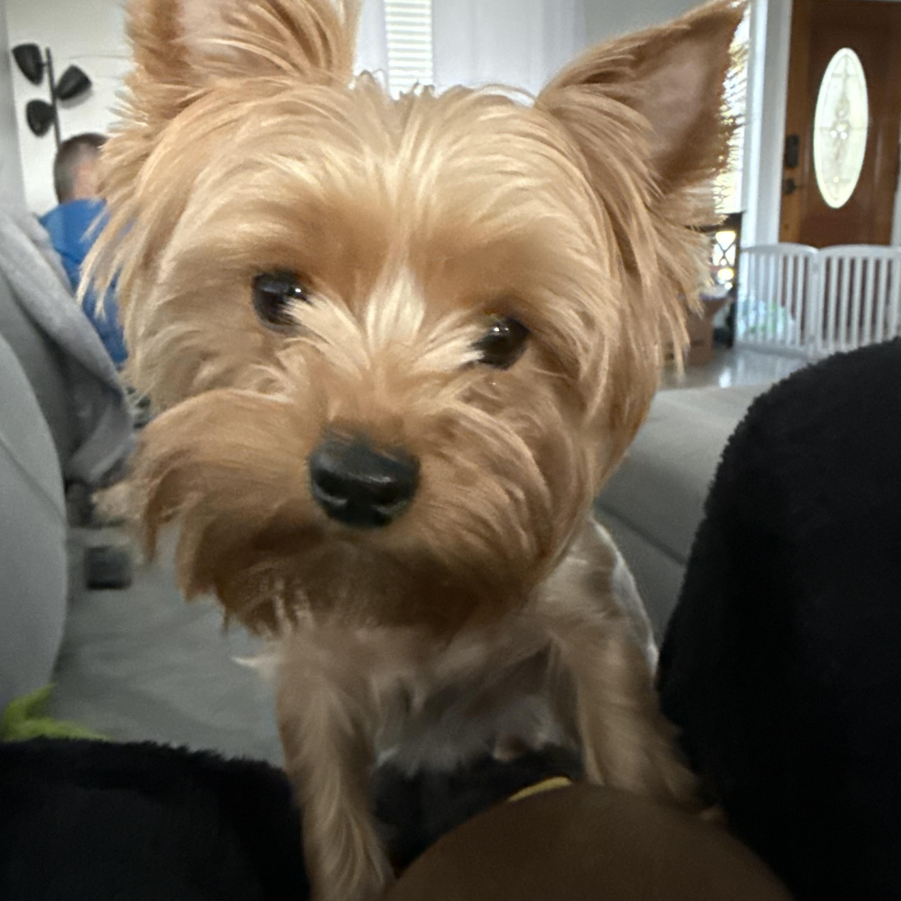 Matilda, a Adopted Yorkshire Terrier in Cibolo, TX image 2/3