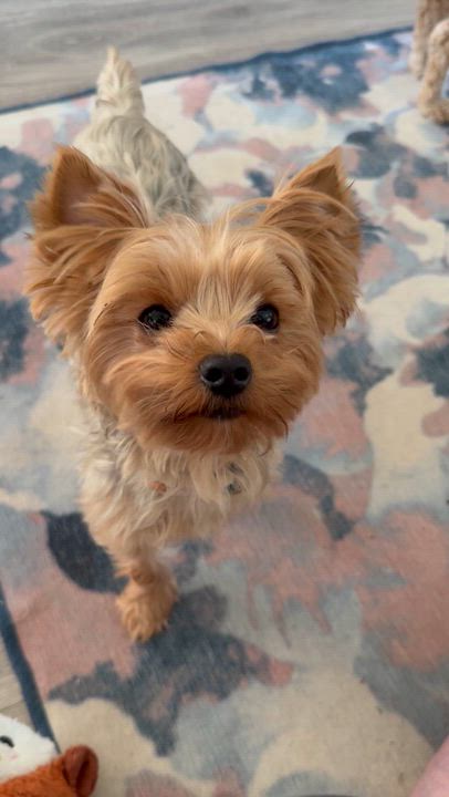 Enlarge Matilda, a Adopted Yorkshire Terrier in Cibolo, TX video 3/3