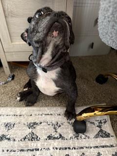 Enlarge Cookie, a Adopted French Bulldog in Mesa, AZ image 1/6