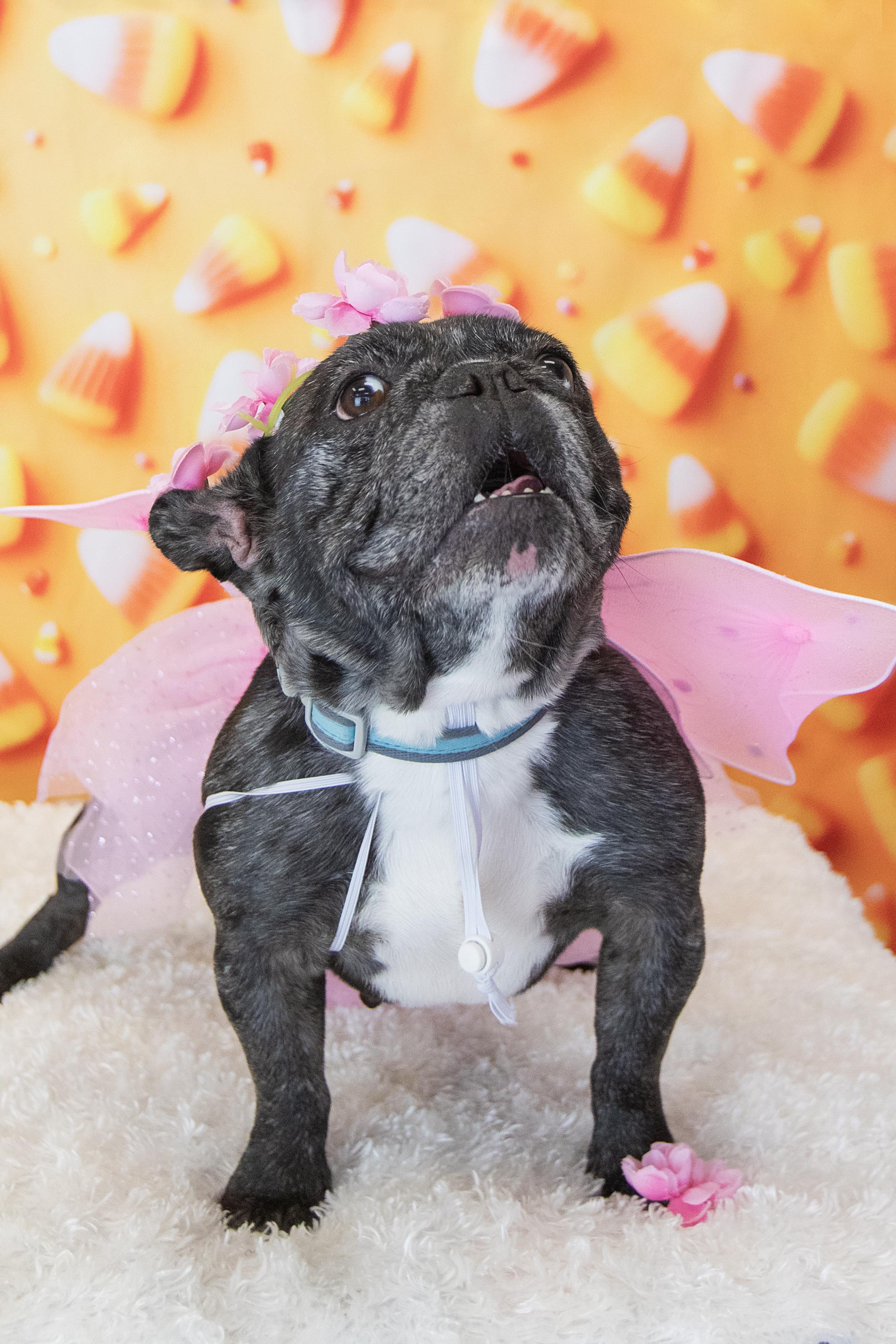 Enlarge Cookie, a Adopted French Bulldog in Mesa, AZ image 2/6