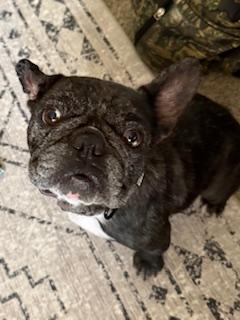 Enlarge Cookie, a Adopted French Bulldog in Mesa, AZ image 3/6