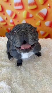 Enlarge Cookie, a Adopted French Bulldog in Mesa, AZ image 4/6