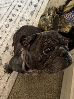 Enlarge Cookie, a Adopted French Bulldog in Mesa, AZ image 6/6
