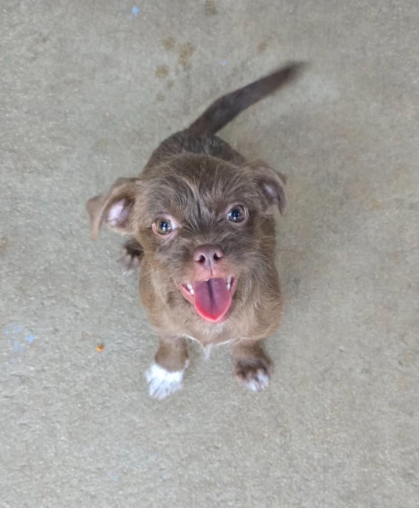 Enlarge Dolly, a Adopted Wirehaired Terrier in Canyon Lake, TX image 1/1
