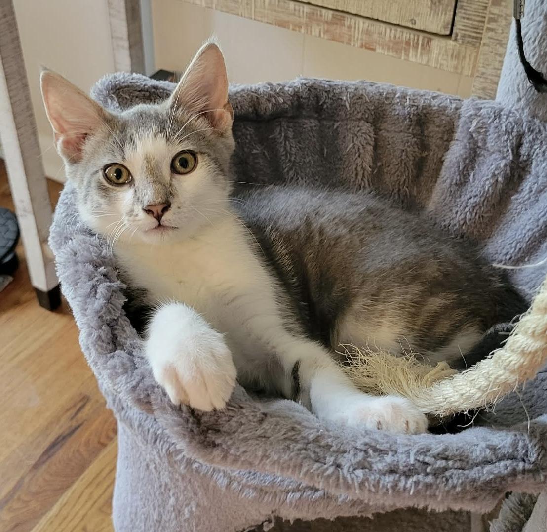 Enlarge Gideon, a ADOPTABLE Domestic Short Hair in Breinigsville, PA image 2/2