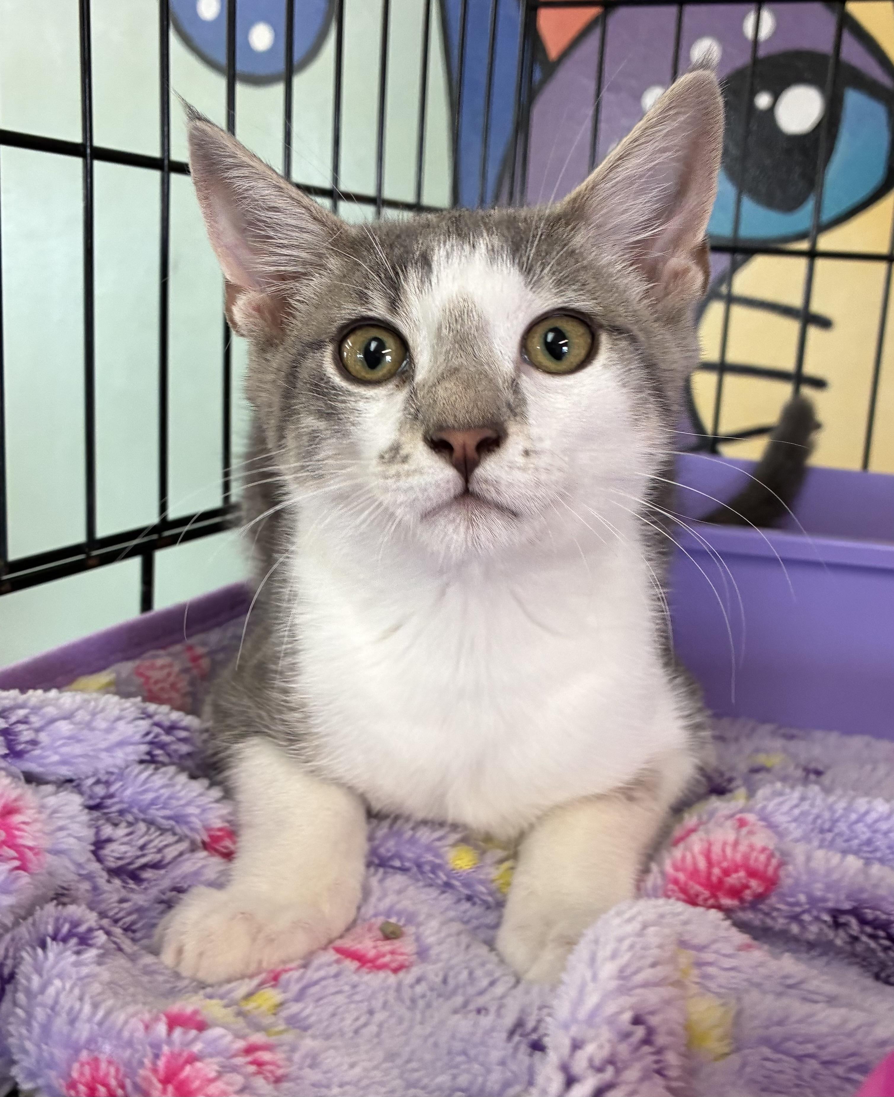 Enlarge Gideon, a ADOPTABLE Domestic Short Hair in Breinigsville, PA image 1/2
