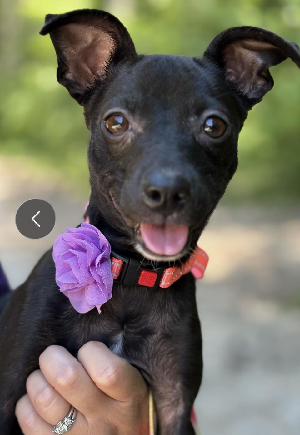 Katie, ADOPTABLE, Puppy Female Chihuahua.