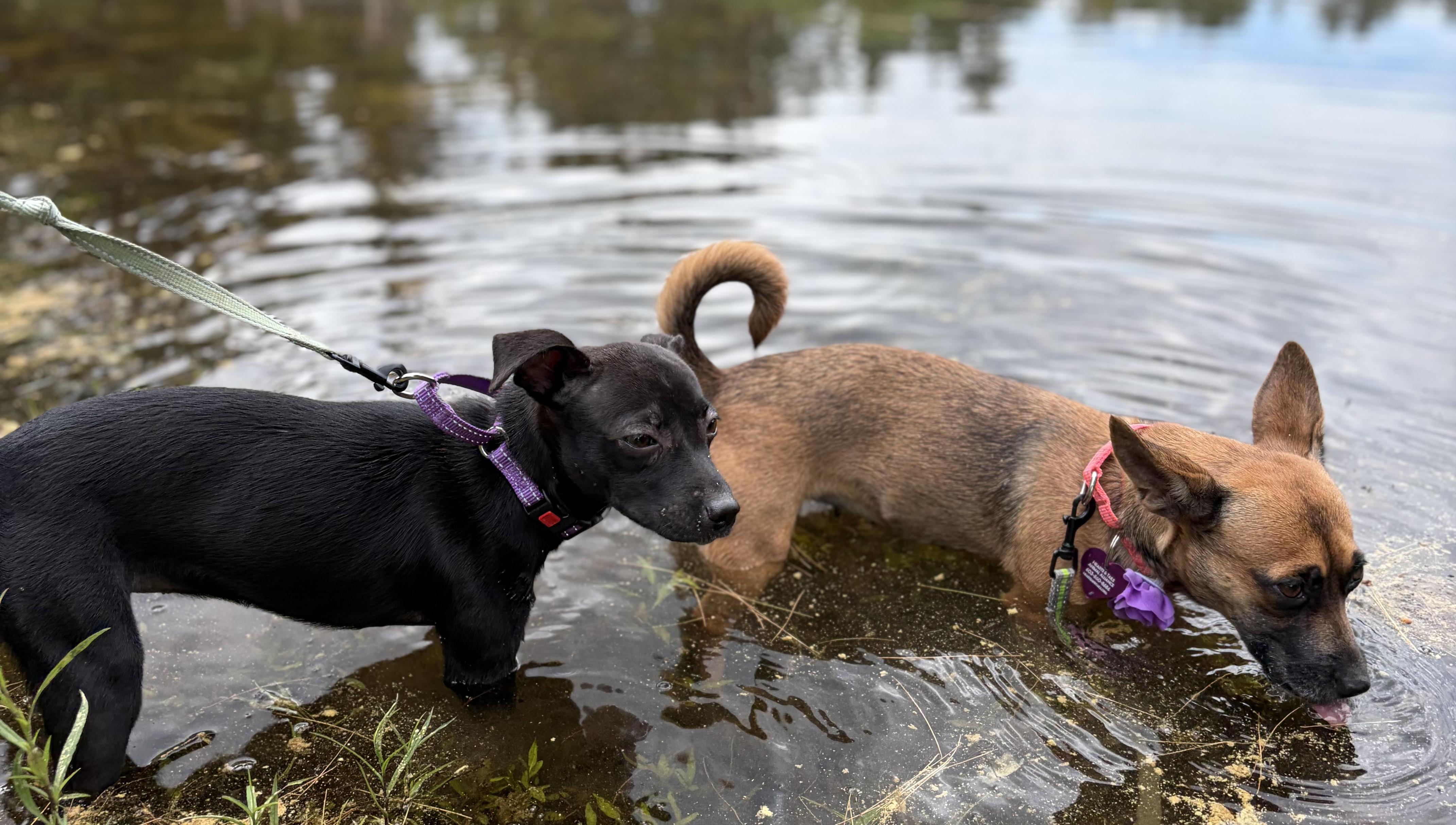 Katie, a ADOPTABLE mixed breed in Weare, NH image 4/5