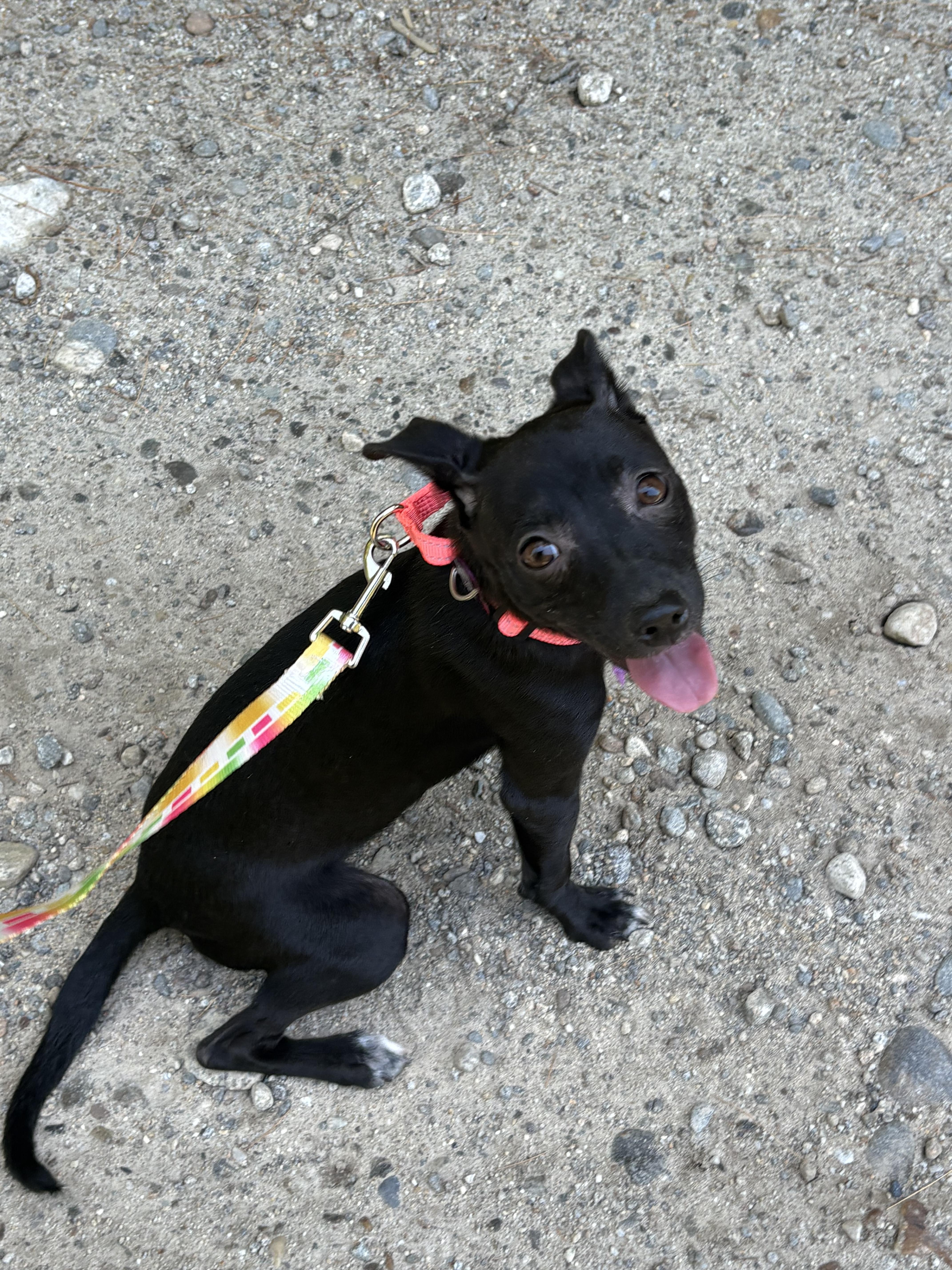 Katie, a ADOPTABLE mixed breed in Weare, NH image 3/5