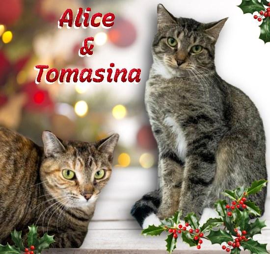 Enlarge Thomasina, a Adoptable Domestic Short Hair in Lapeer, MI image 1/5