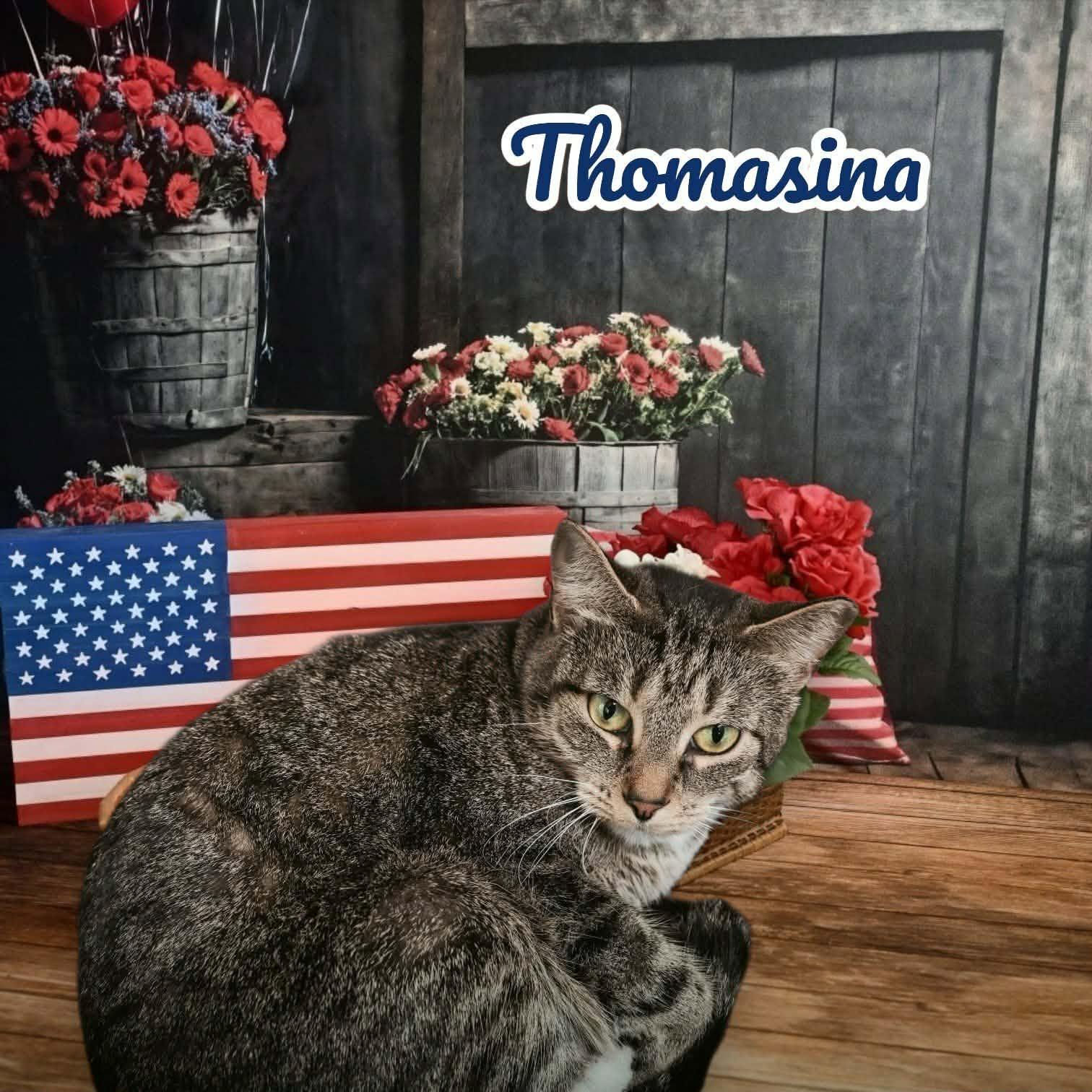 Thomasina, Adoptable, Adult Female Domestic Short Hair.