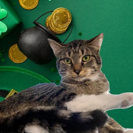 Enlarge Thomasina, a Adoptable Domestic Short Hair in Lapeer, MI image 2/5