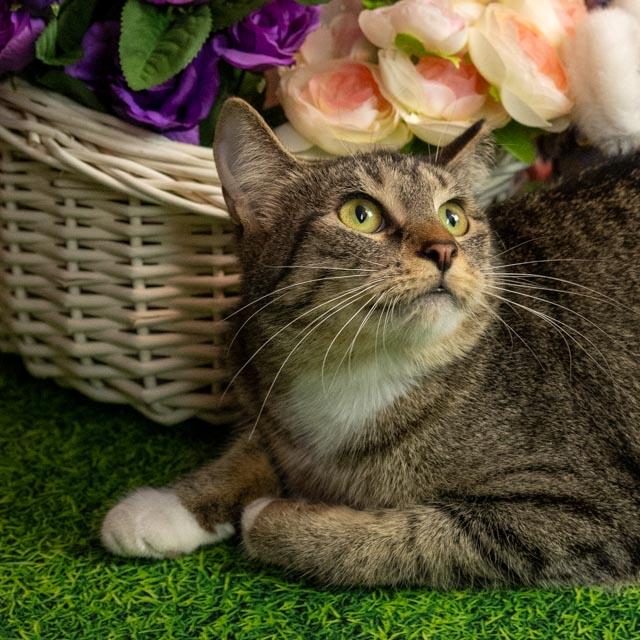 Enlarge Thomasina, a Adoptable Domestic Short Hair in Lapeer, MI image 5/5