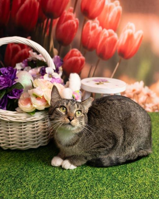 Thomasina, Adult Female Domestic Short Hair