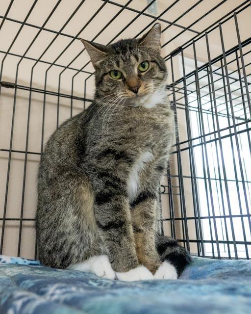 Enlarge Thomasina, a Adoptable Domestic Short Hair in Lapeer, MI image 3/5