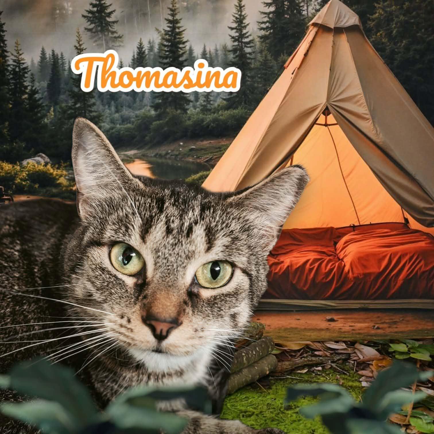Enlarge Thomasina, a Adoptable Domestic Short Hair in Lapeer, MI image 6/6