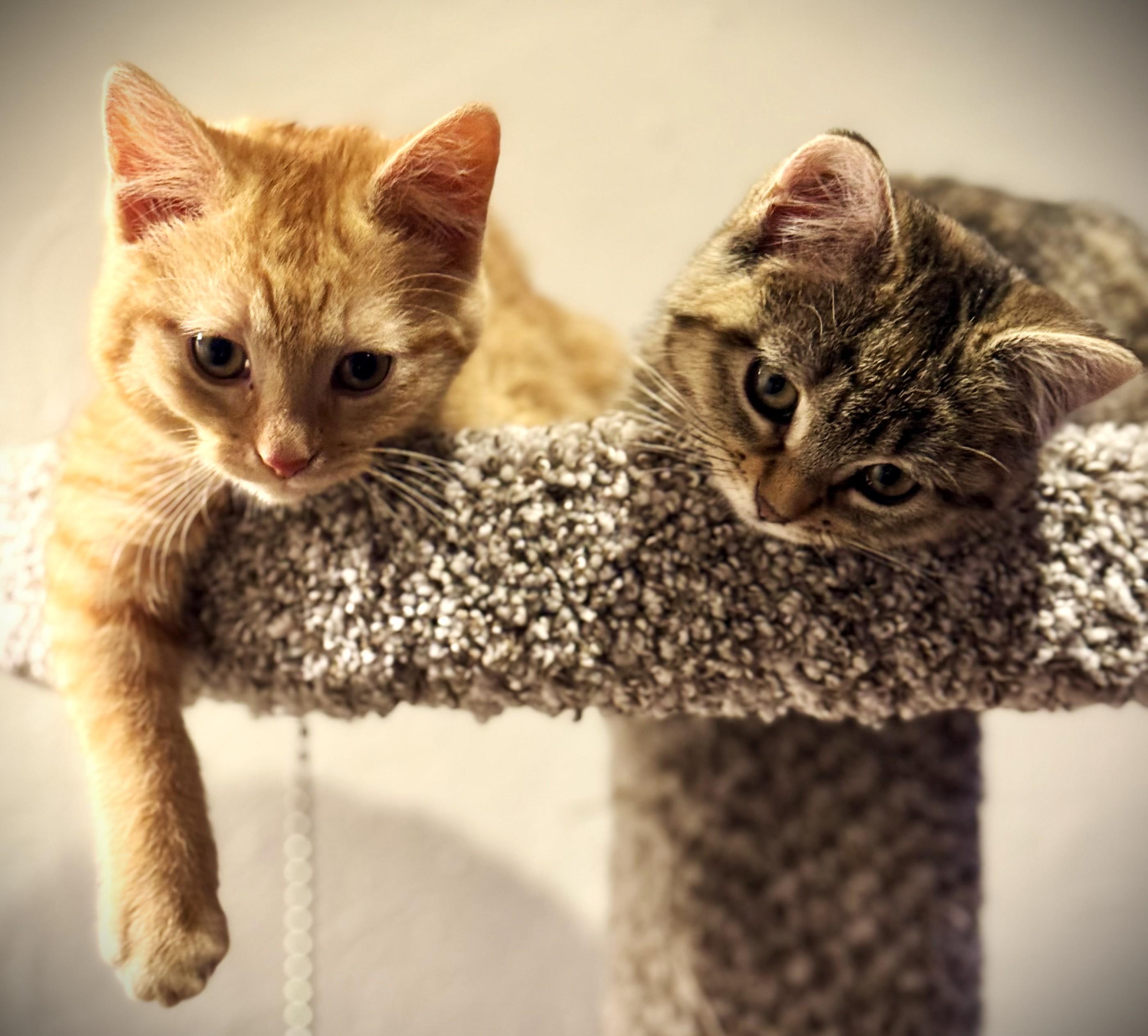 PEACHES, an adopted Domestic Short Hair in Mankato, MN image 6/6