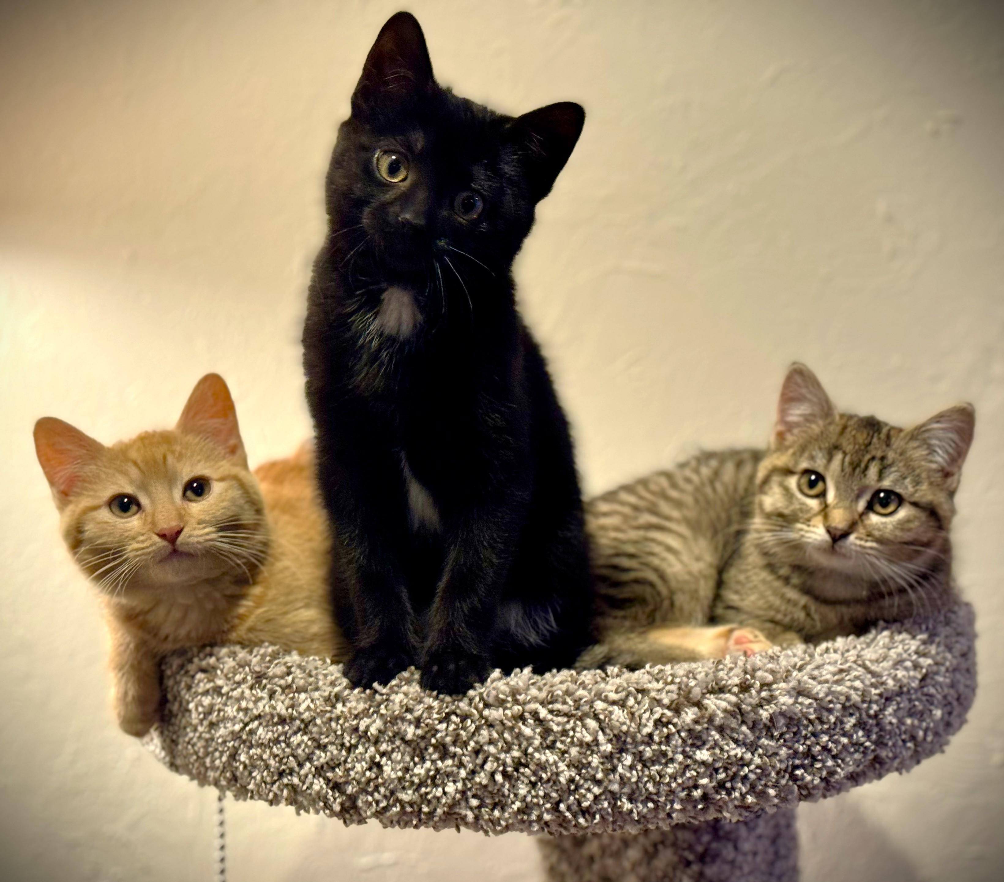 PEACHES, an adopted Domestic Short Hair in Mankato, MN image 5/6