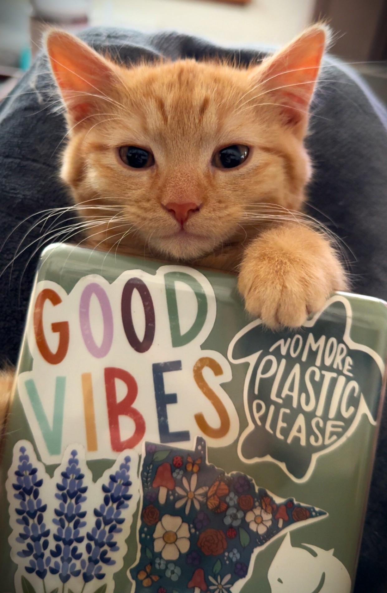 PEACHES, an adopted Domestic Short Hair in Mankato, MN image 2/6