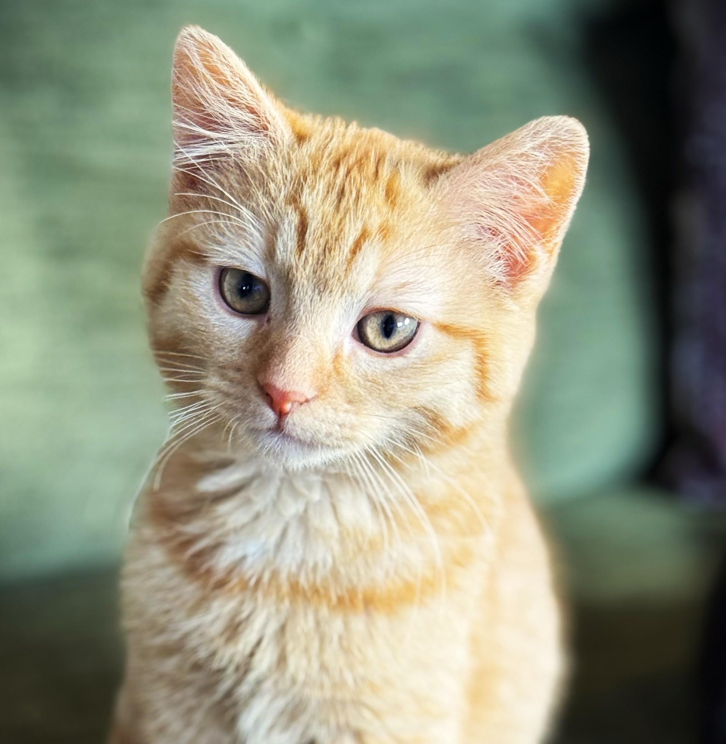 PEACHES, adopted, Kitten Female Domestic Short Hair.
