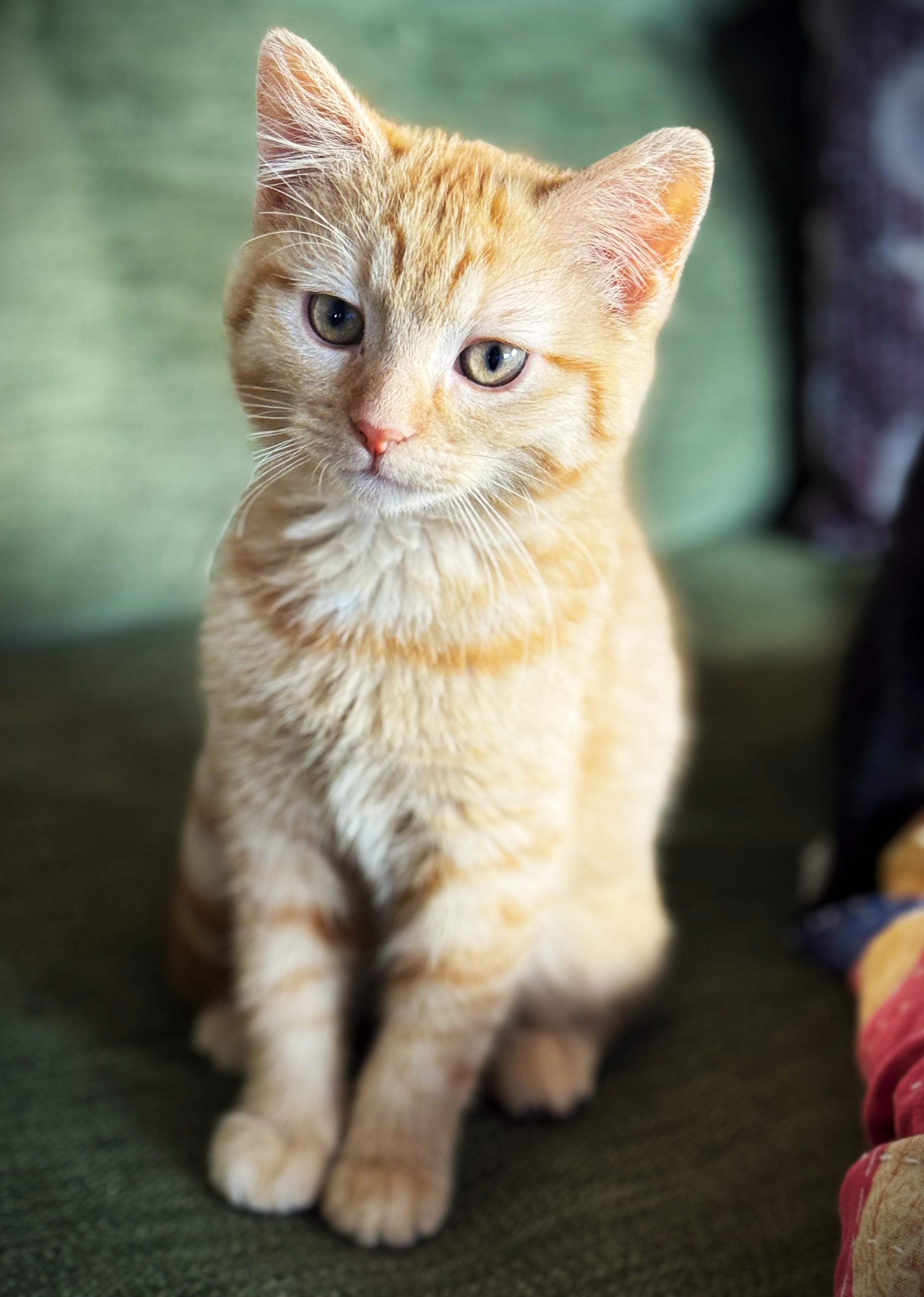 PEACHES, an adopted Domestic Short Hair in Mankato, MN image 4/6