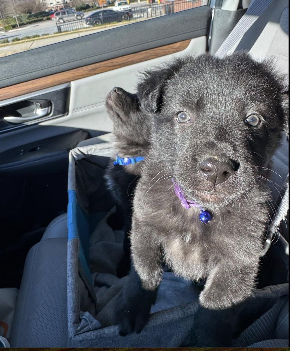 Hazel Mae, adopted, Puppy Female German Shepherd Dog & Great Pyrenees.