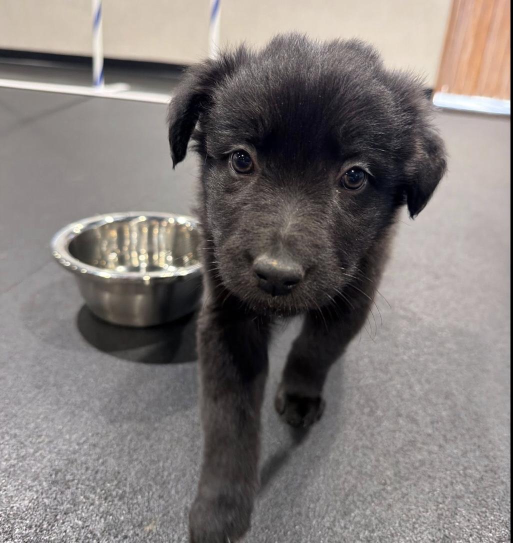 Enlarge Hazel Mae, an adopted mixed breed in Concord, NC image 2/3