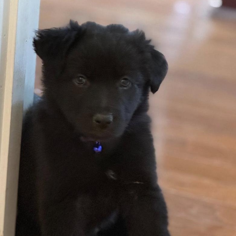 Enlarge Hazel Mae, an adopted mixed breed in Concord, NC image 3/3