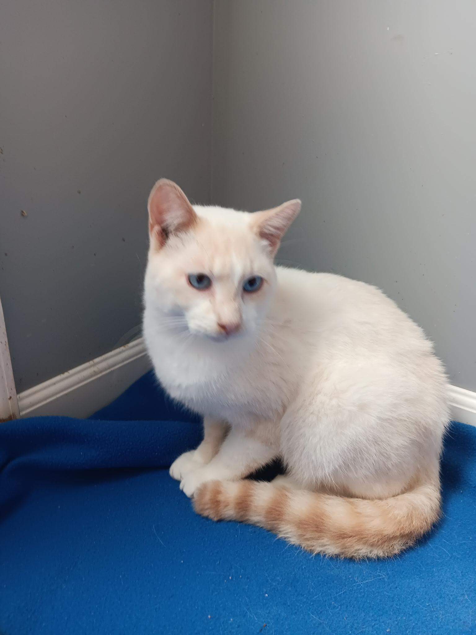 Enlarge Oscar, a Adoptable mixed breed in North East, MD image 3/4