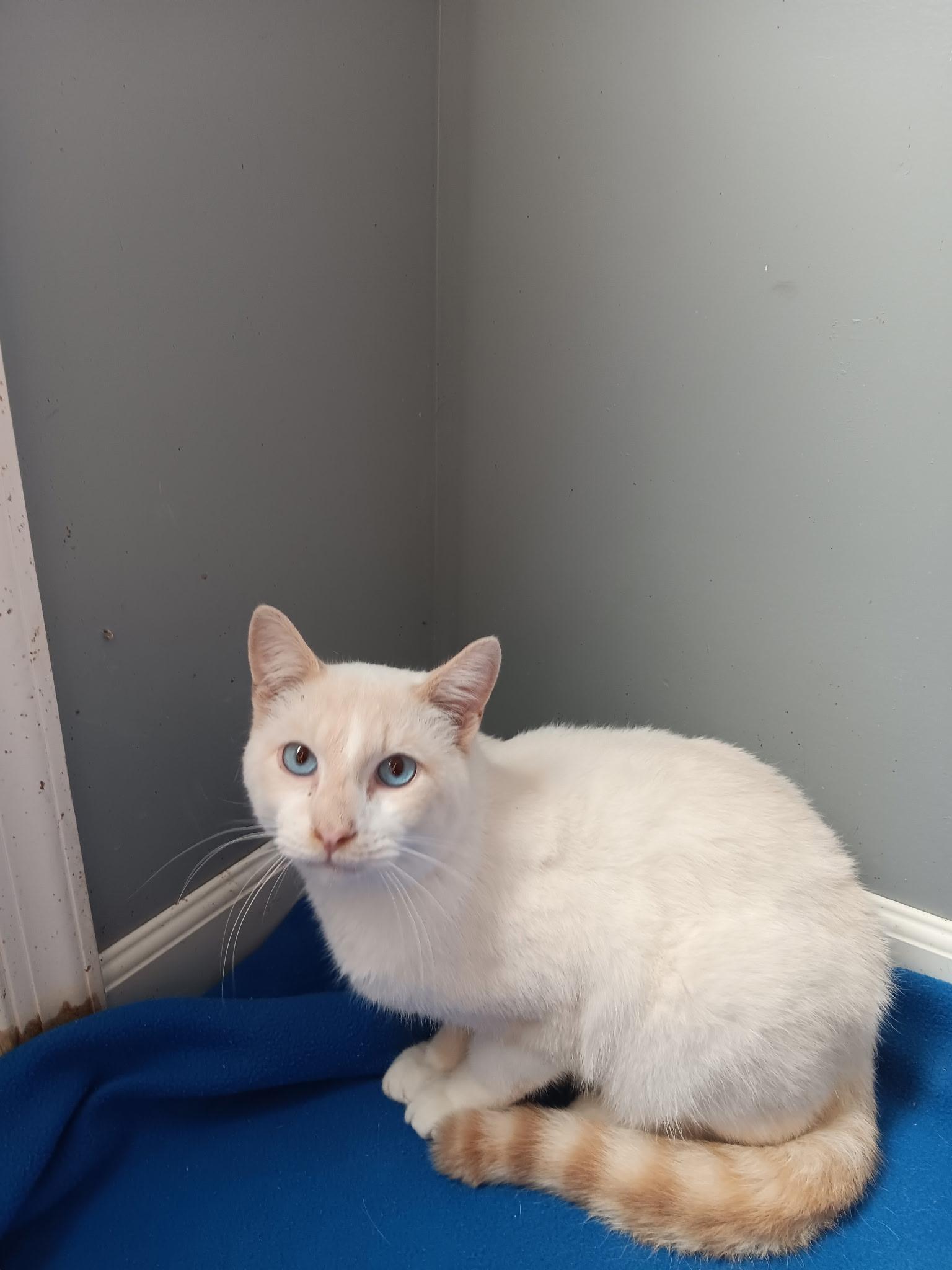 Enlarge Oscar, a Adoptable mixed breed in North East, MD image 1/4