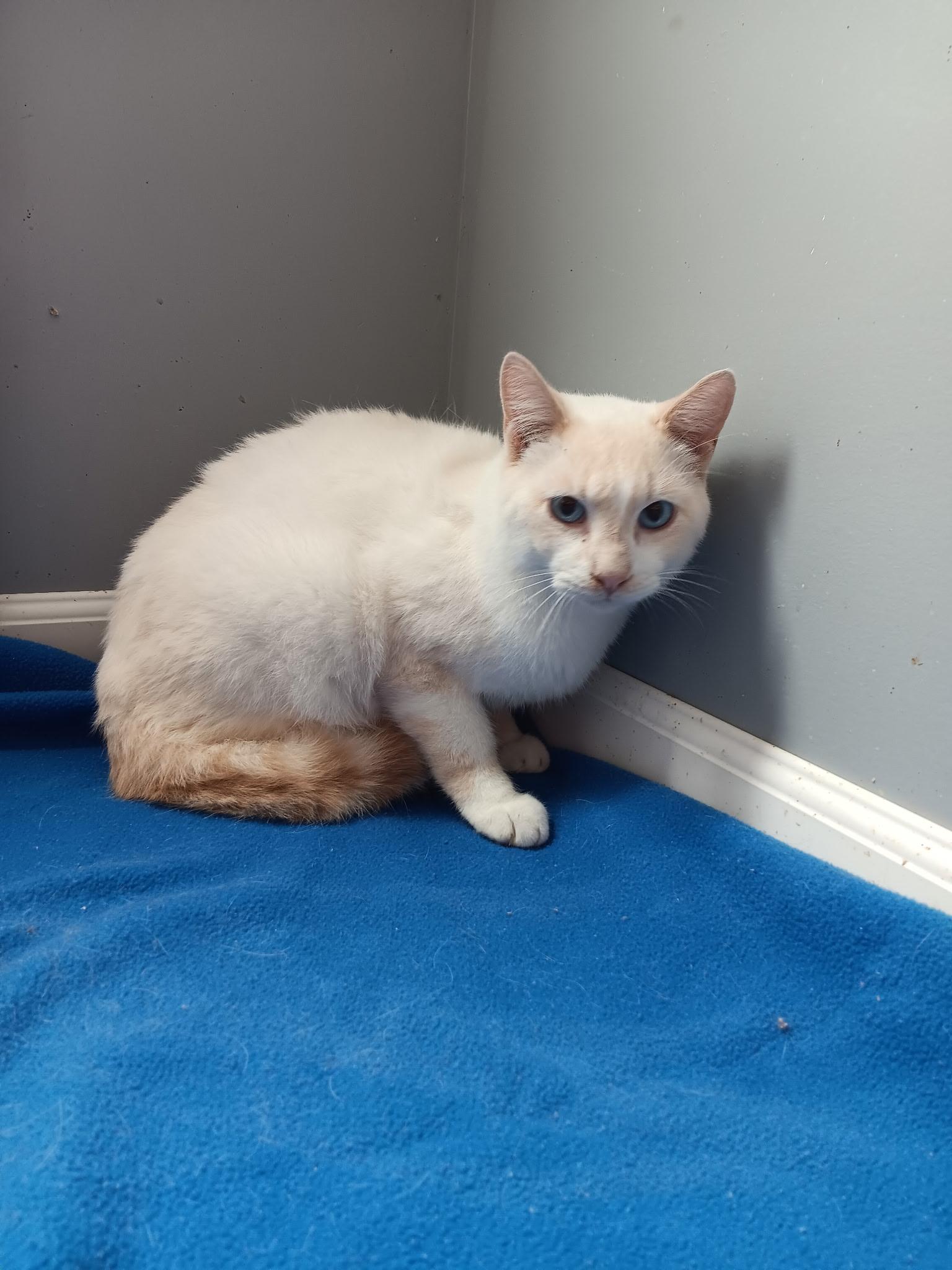 Enlarge Oscar, a Adoptable mixed breed in North East, MD image 2/4