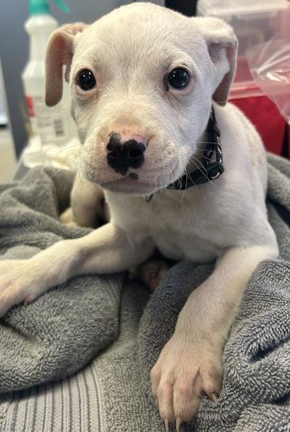 Enlarge Mike Wheeler, a Adoptable mixed breed in Cibolo, TX image 1/1