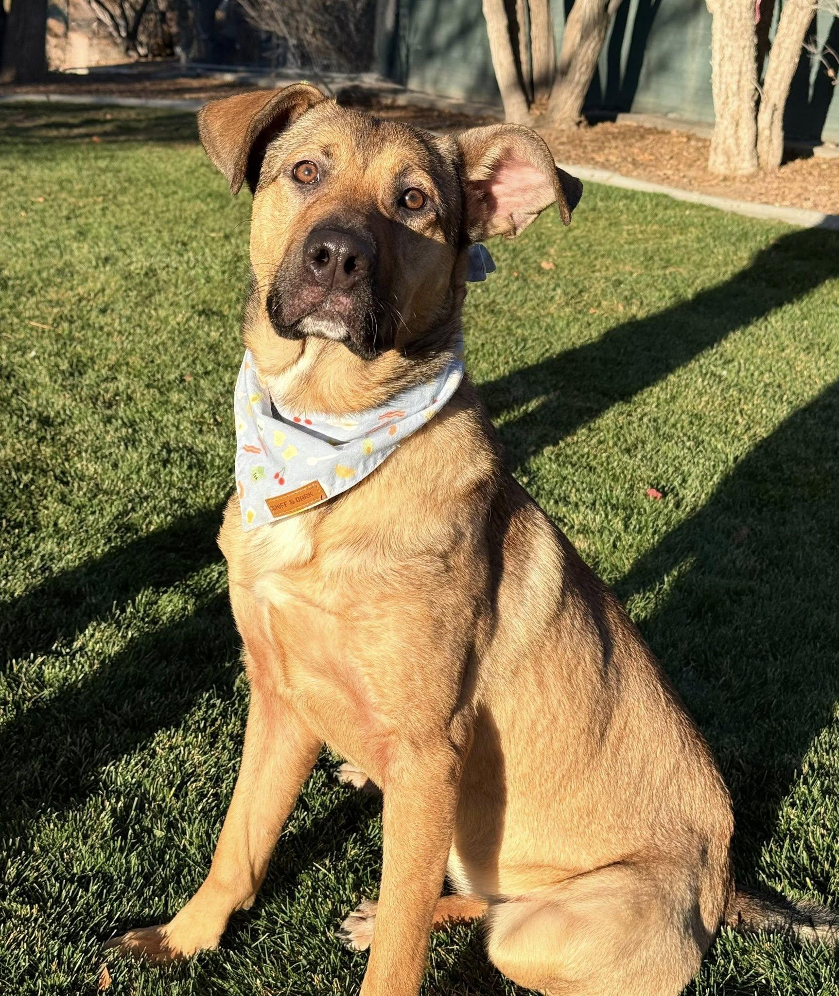 Enlarge Harley, a ADOPTABLE mixed breed in Gardnerville, NV image 1/1