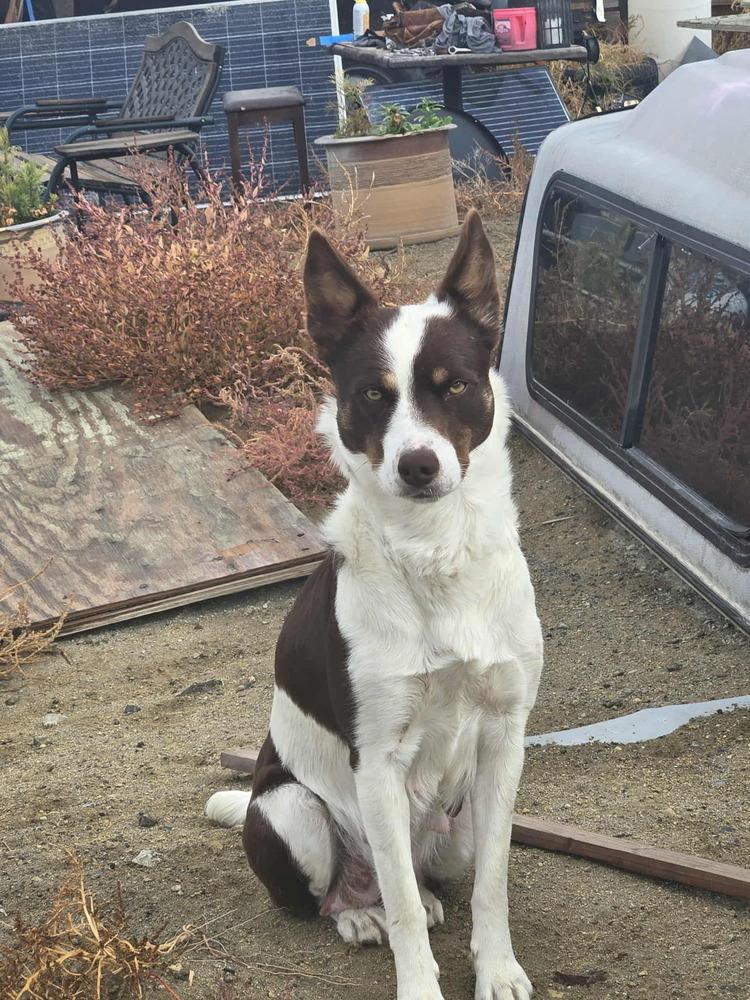 Pat, a Adoptable mixed breed in Bend, OR image 1/3