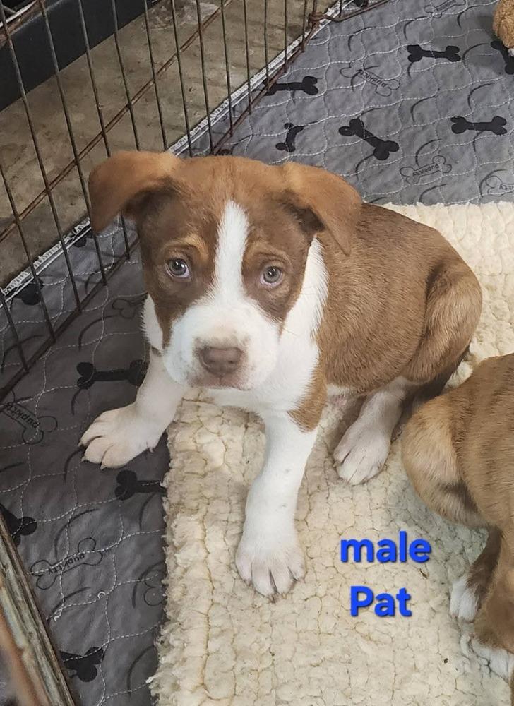 Pat, a Adoptable mixed breed in Bend, OR image 2/3