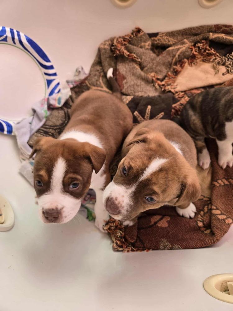 Pat, a Adoptable mixed breed in Bend, OR image 3/3