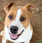 Raider, Adoptable, Adult Male Pit Bull Terrier.