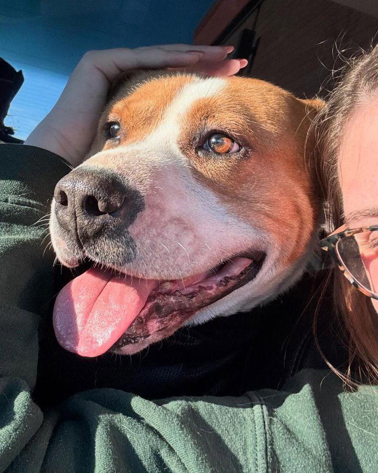 Raider, a Adoptable Pit Bull Terrier in Carrollton, GA image 3/3