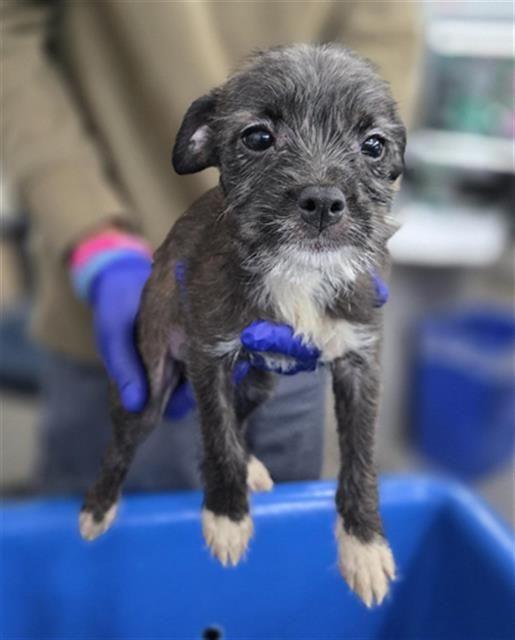 Enlarge Cookie, a ADOPTABLE mixed breed in Portland, ME image 1/1