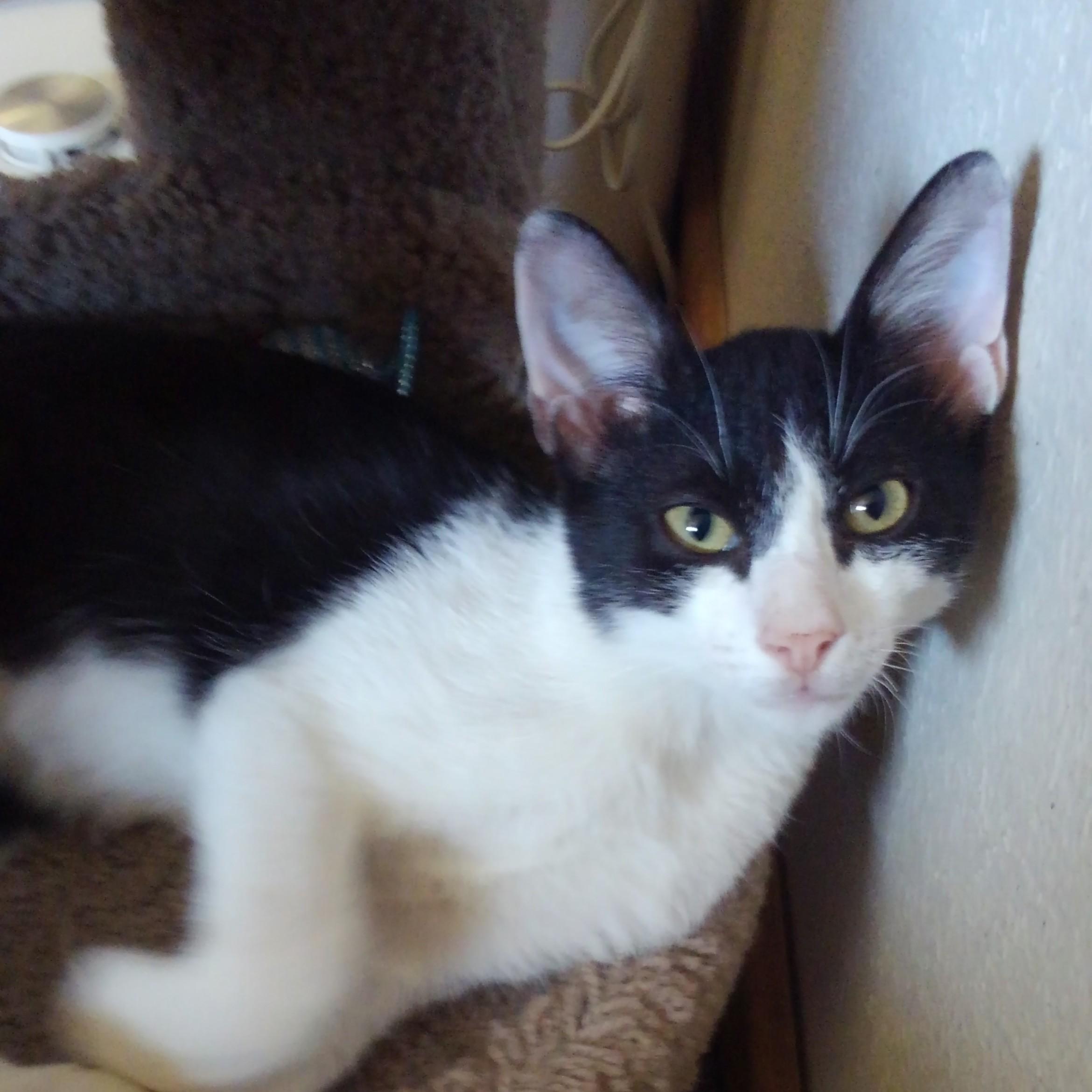 Enlarge Bandit, a Adoptable Domestic Short Hair in Allen, TX image 6/6