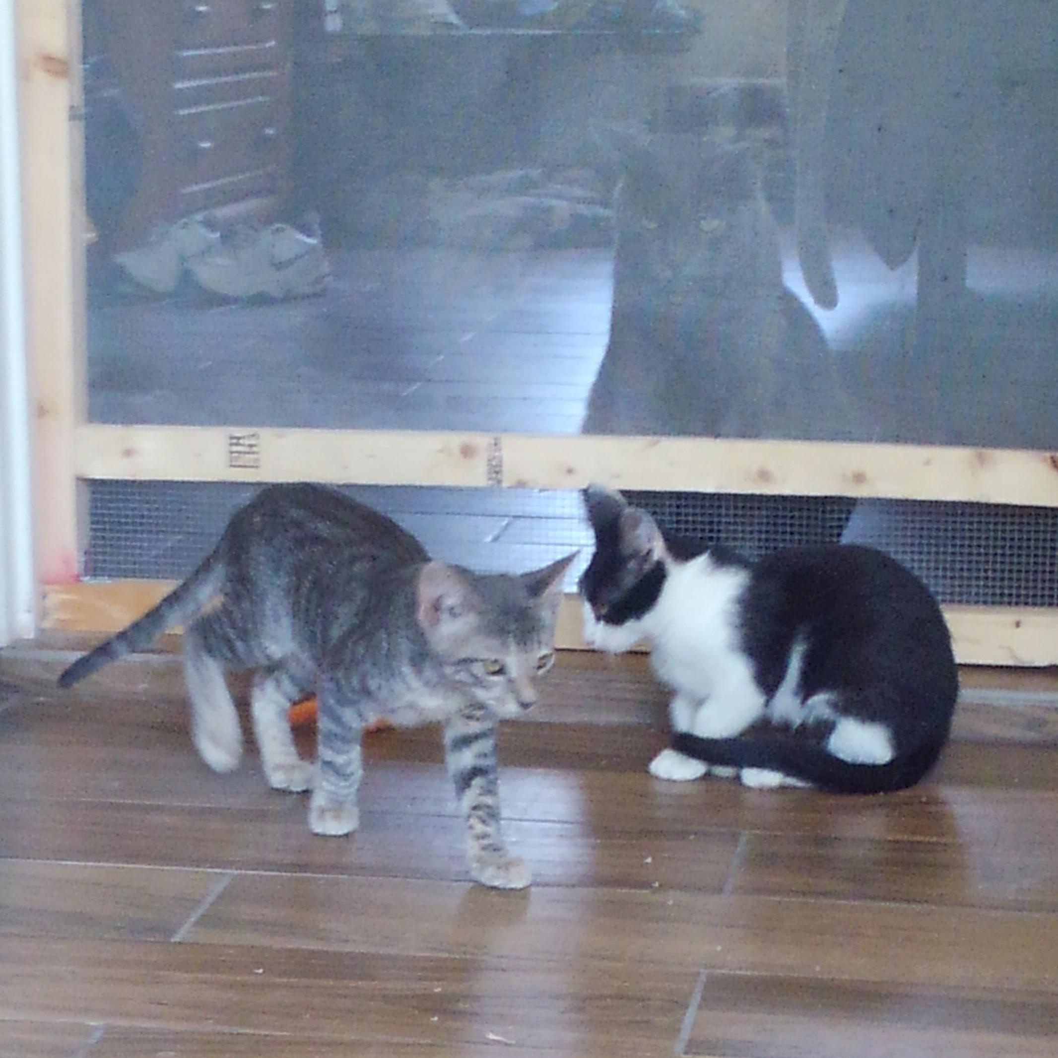 Enlarge Bandit, a Adoptable Domestic Short Hair in Allen, TX image 4/6